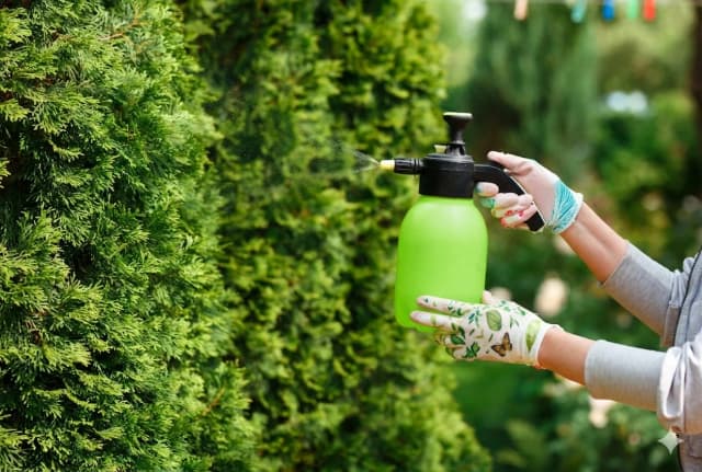 Pflegen, was bereits blüht: So bereiten Sie Ihren Garten auf die heißesten Monate vor