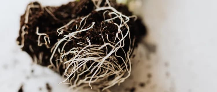 Online-Verkauf von Substraten für Gemüsegarten und Garten