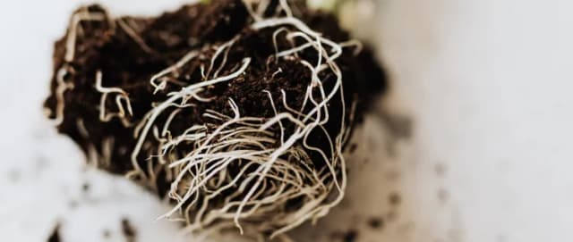 Online-Verkauf von Substraten für Gemüsegarten und Garten